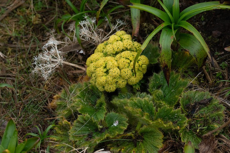 Azorella polaris photo 4