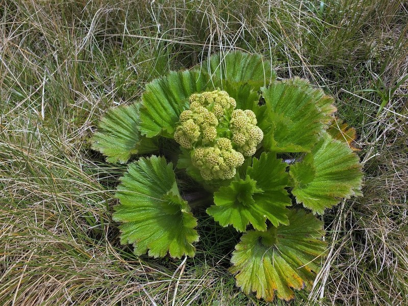 Azorella polaris photo 5