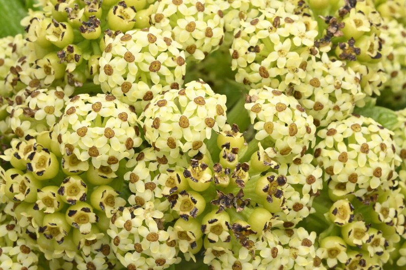 Azorella polaris photo 8