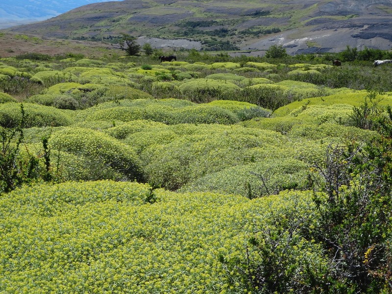 Azorella prolifera
