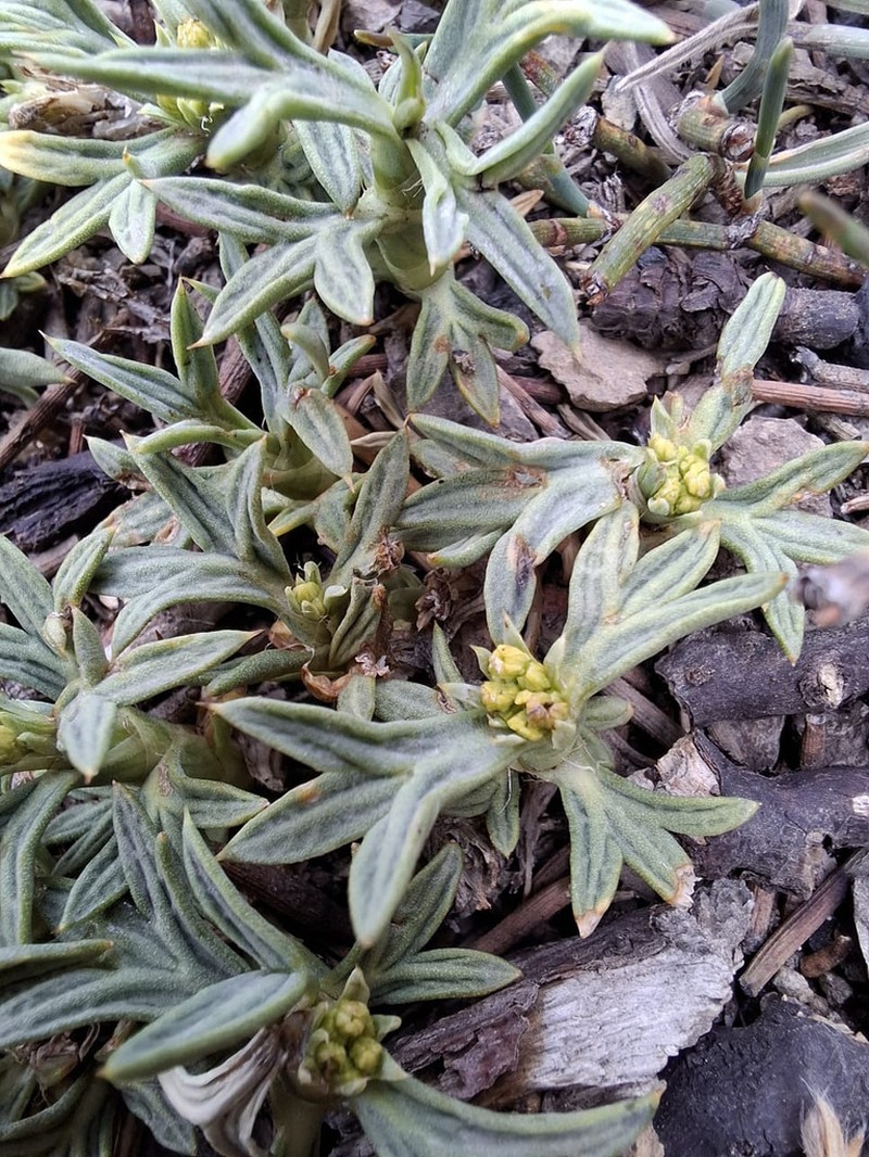 Azorella prolifera photo 2