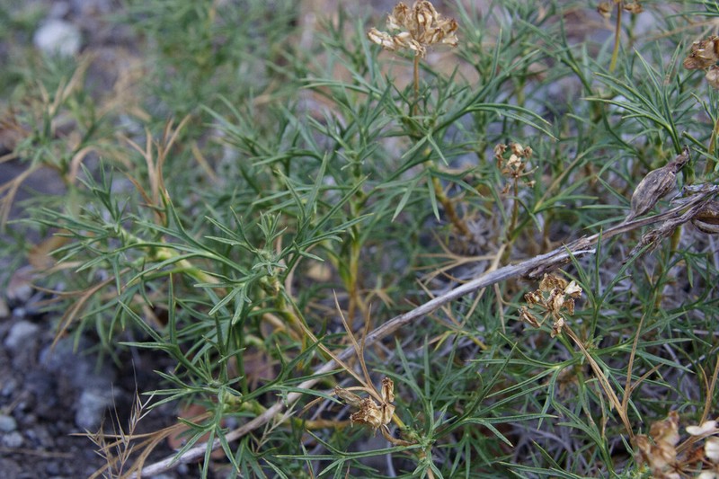 Azorella prolifera photo 3