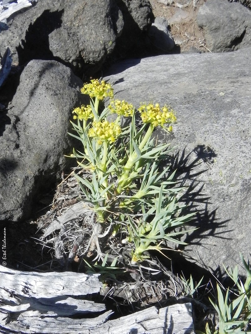 Azorella prolifera photo 4