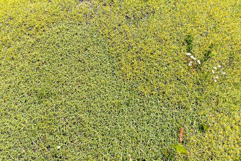 Azorella prolifera photo 5