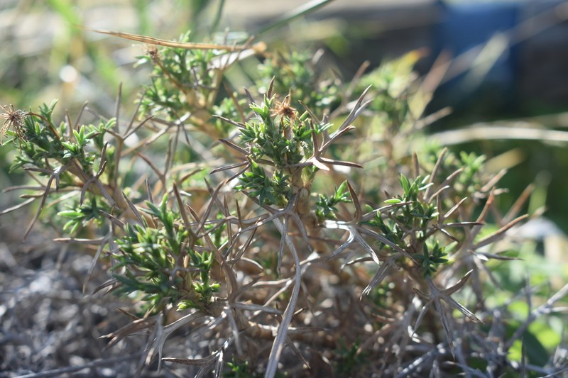 Azorella prolifera photo 6