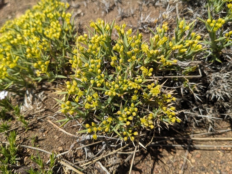 Azorella prolifera photo 7