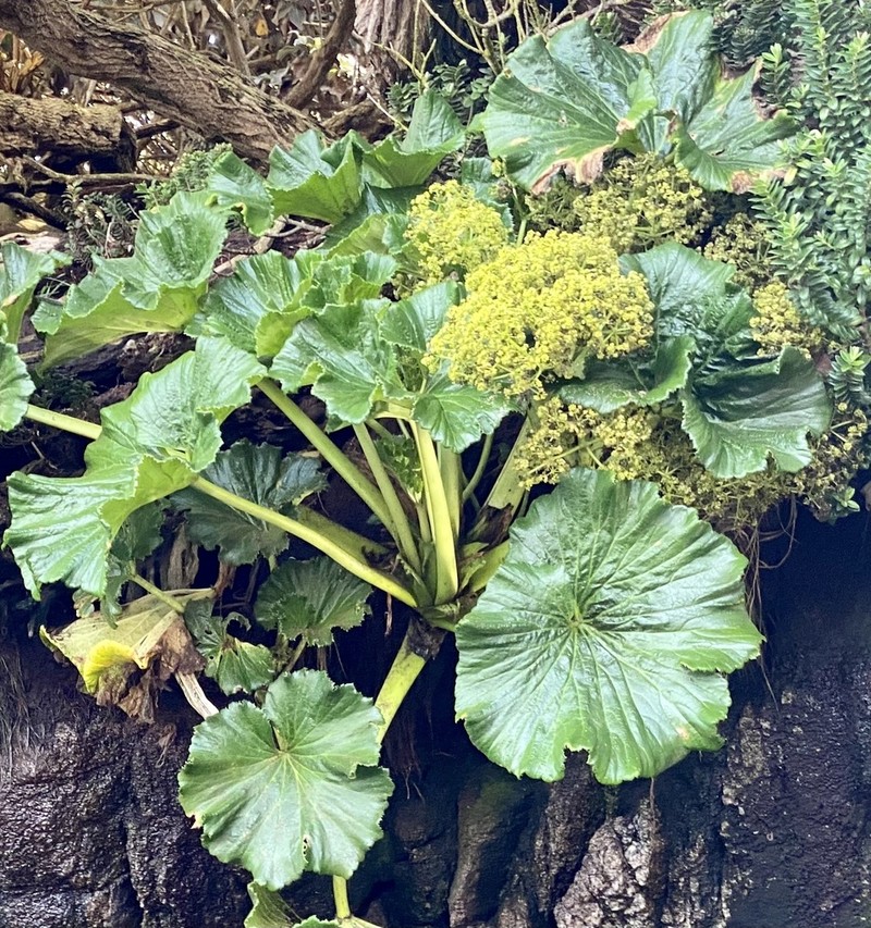 Azorella robusta