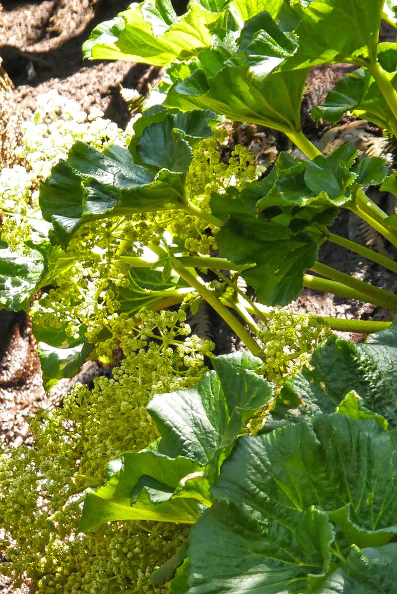 Azorella robusta photo 2