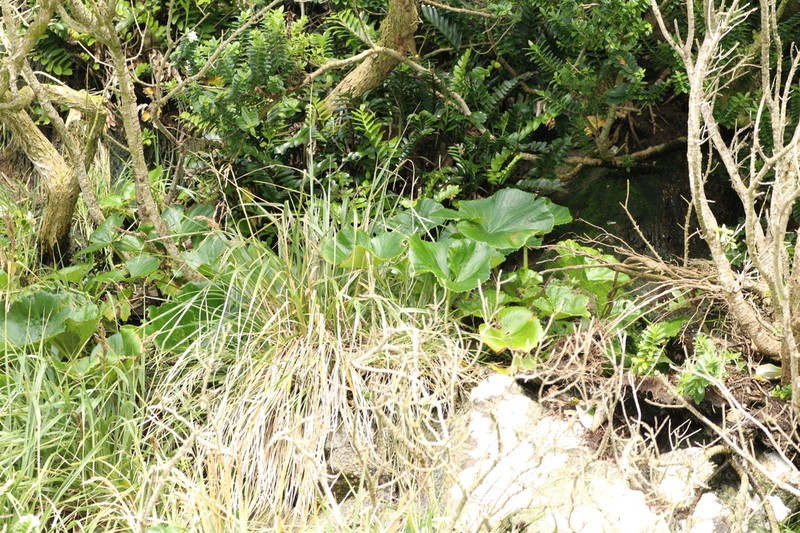Azorella robusta photo 3