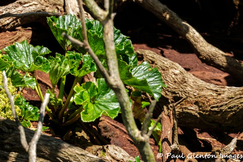 Azorella robusta photo 4