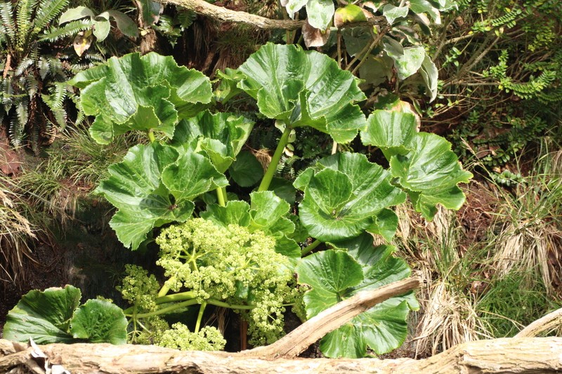 Azorella robusta photo 8