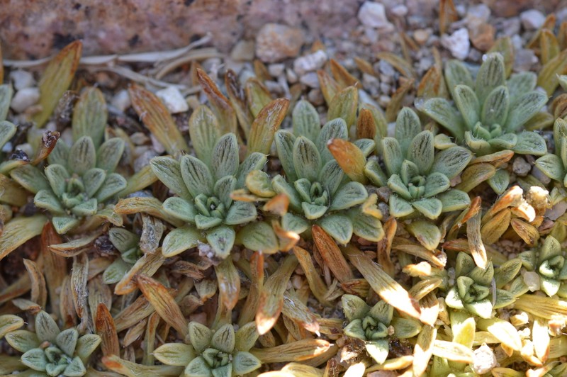 Azorella ruizii