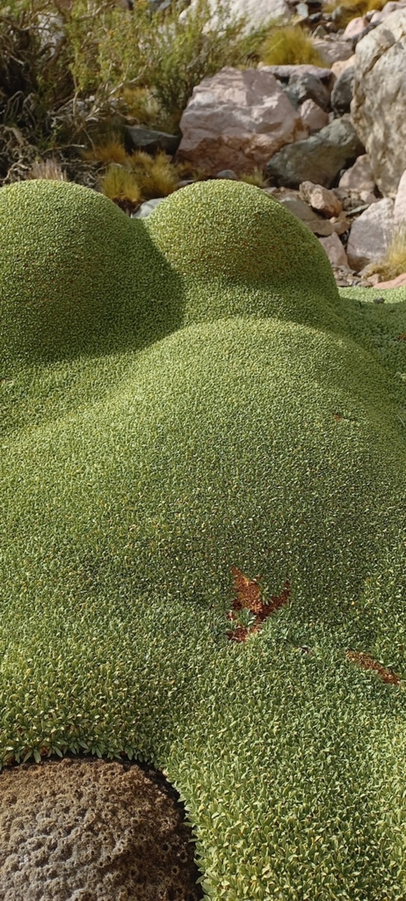 Azorella ruizii photo 2