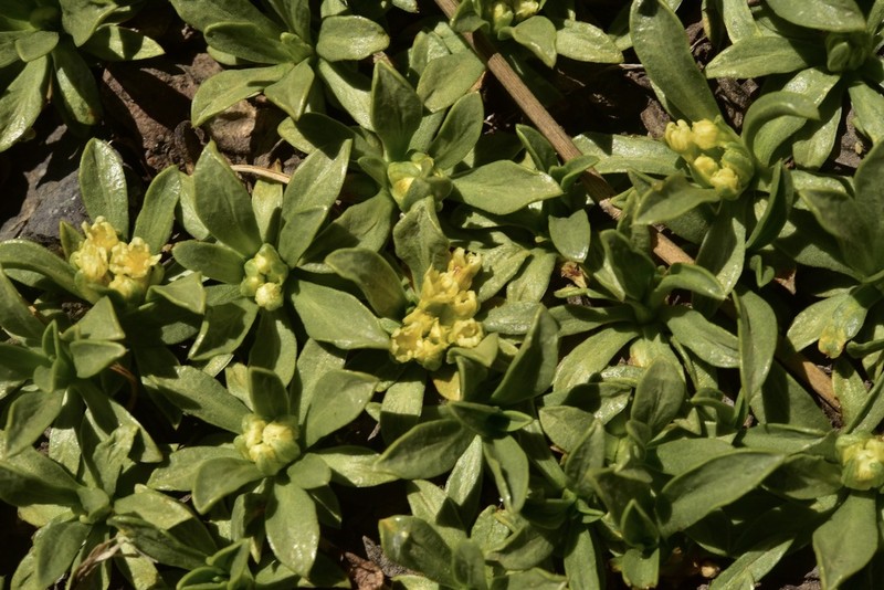 Azorella ruizii photo 3