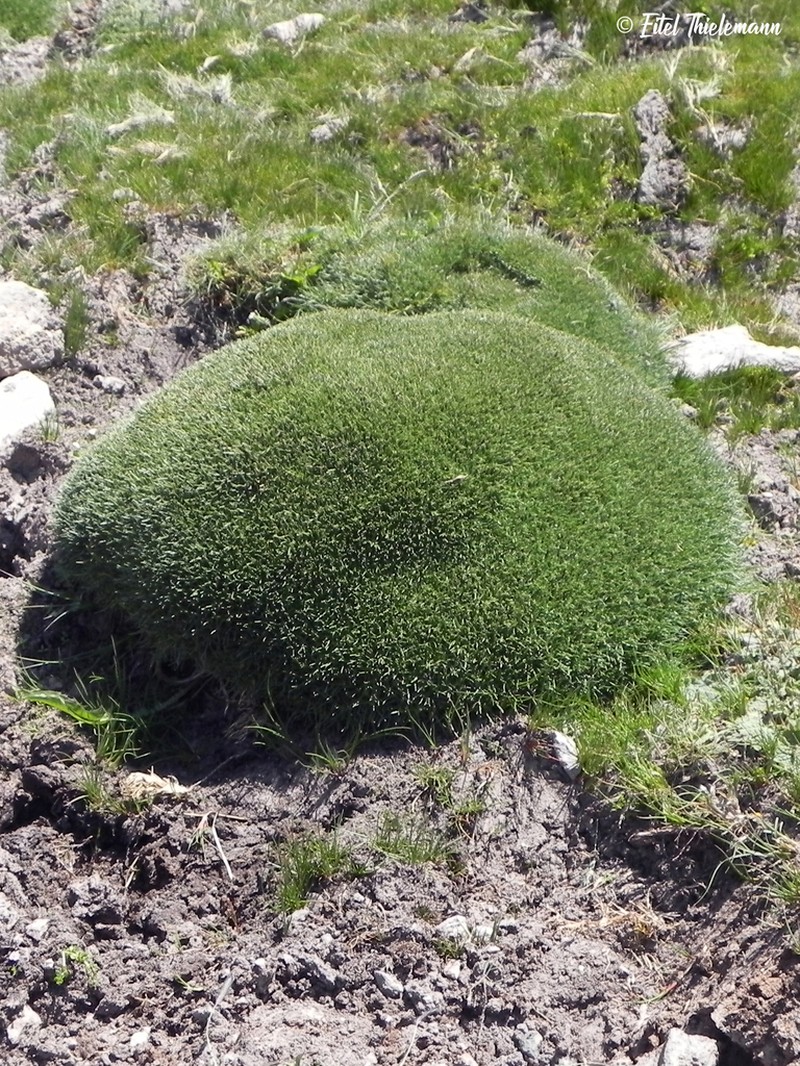 Azorella ruizii photo 4