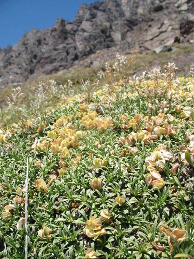 Azorella ruizii photo 5