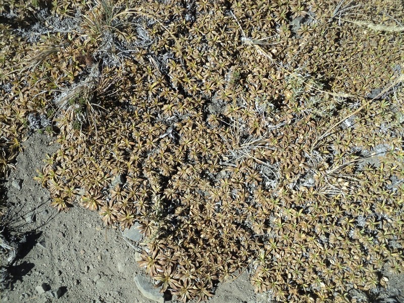 Azorella ruizii photo 6
