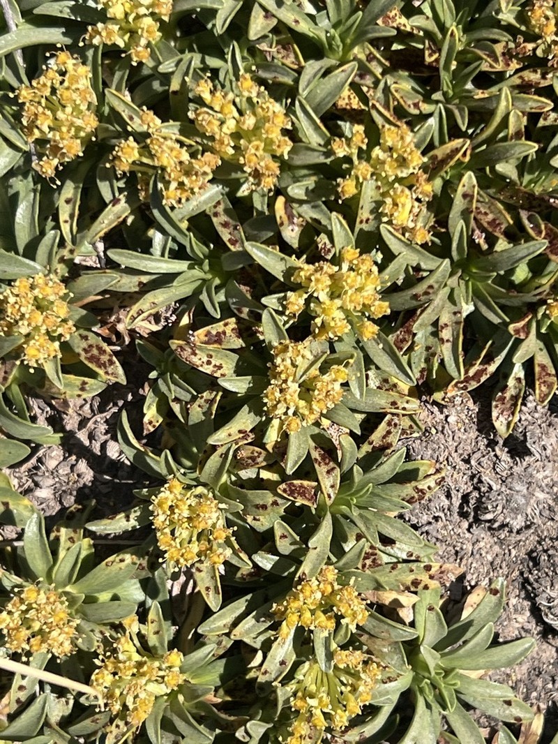 Azorella ruizii photo 8