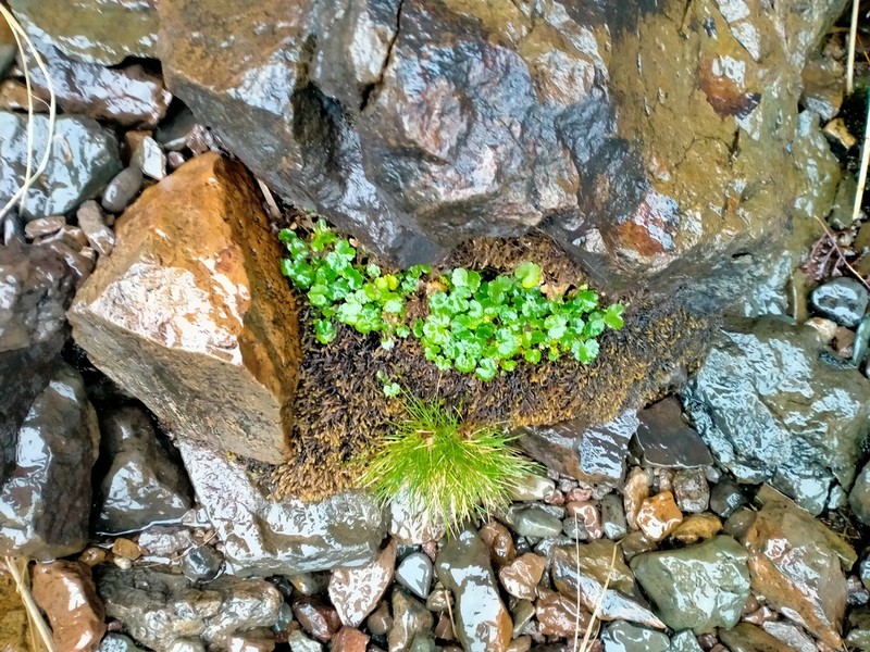 Azorella schizeilema