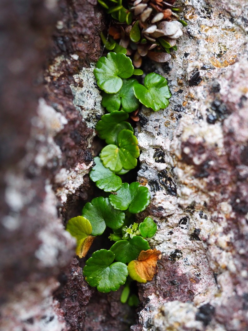 Azorella schizeilema photo 2