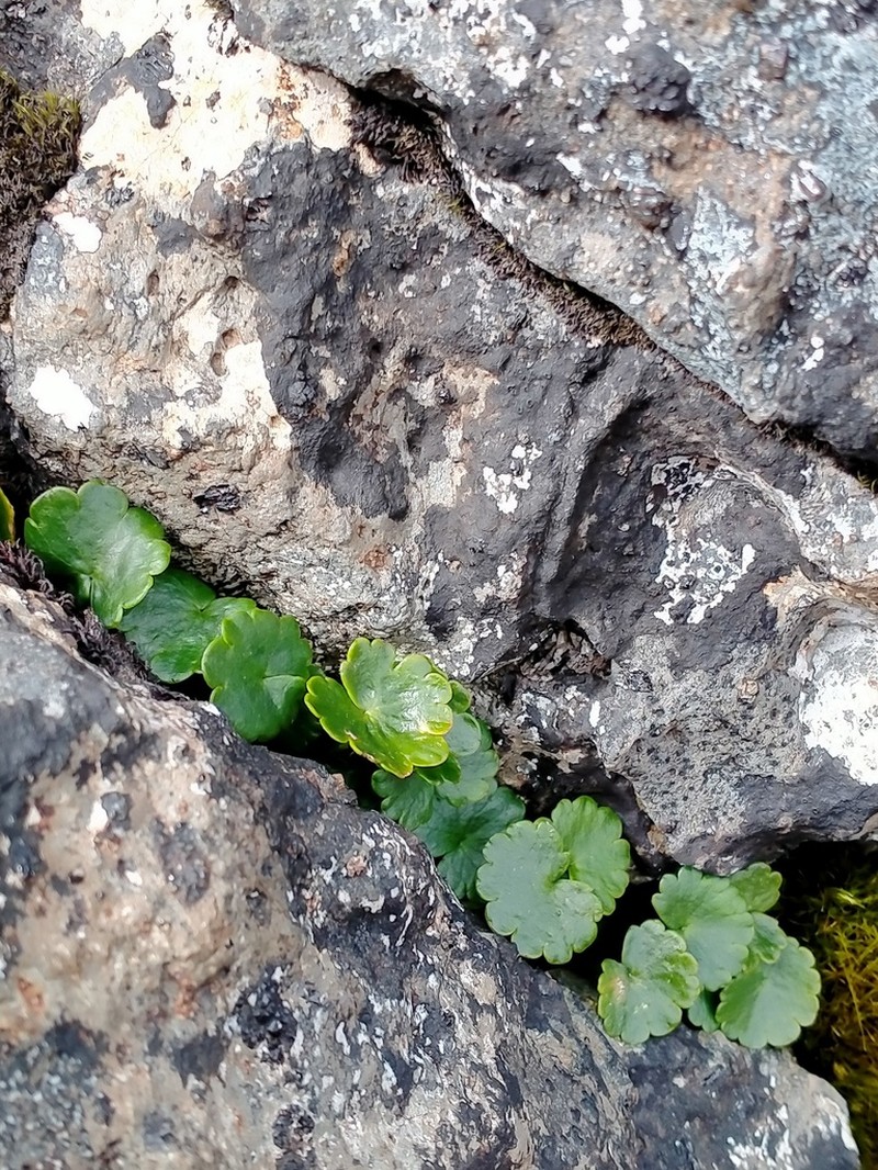 Azorella schizeilema photo 3