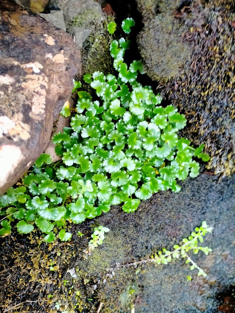 Azorella schizeilema photo 4