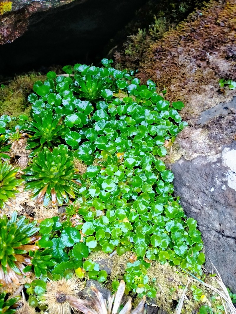 Azorella schizeilema photo 5