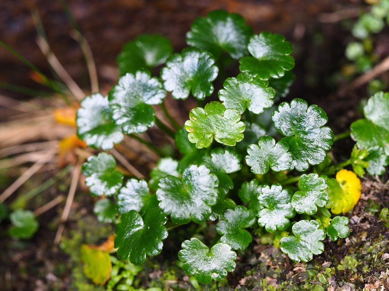 Azorella schizeilema photo 6