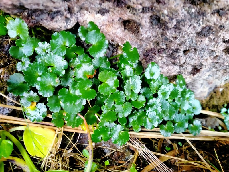 Azorella schizeilema photo 7