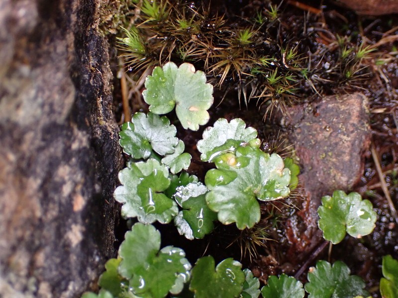 Azorella schizeilema photo 8