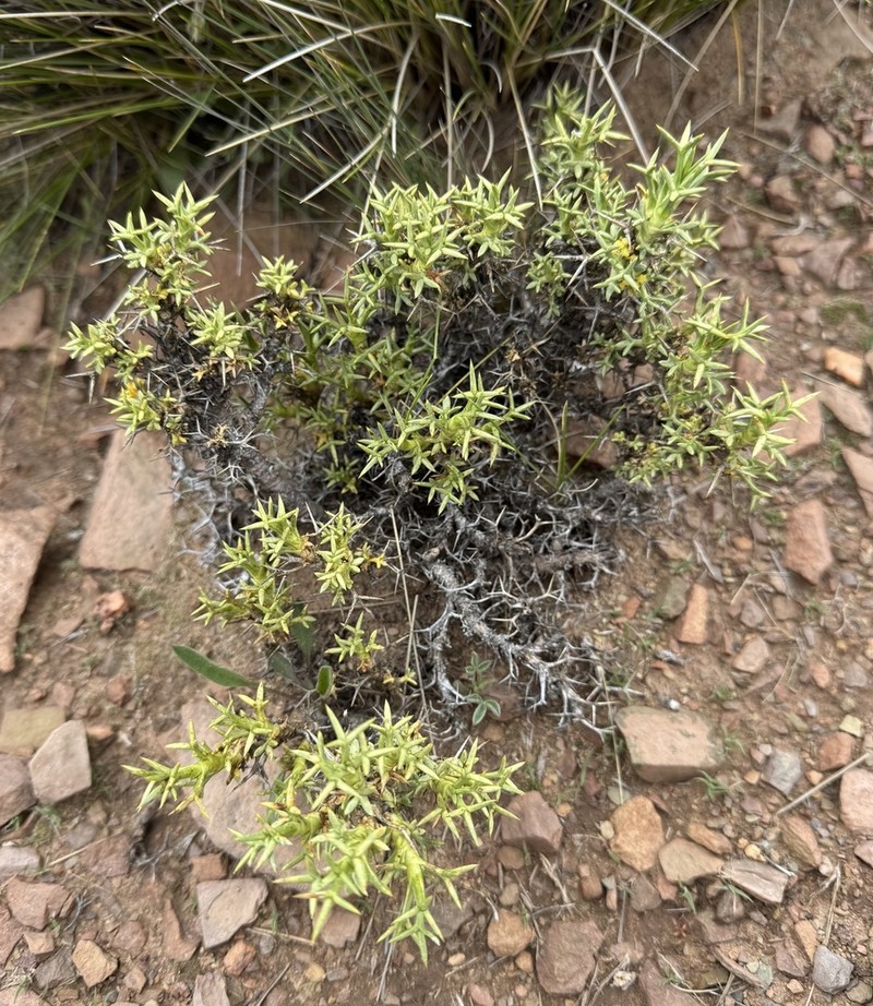 Azorella triacantha
