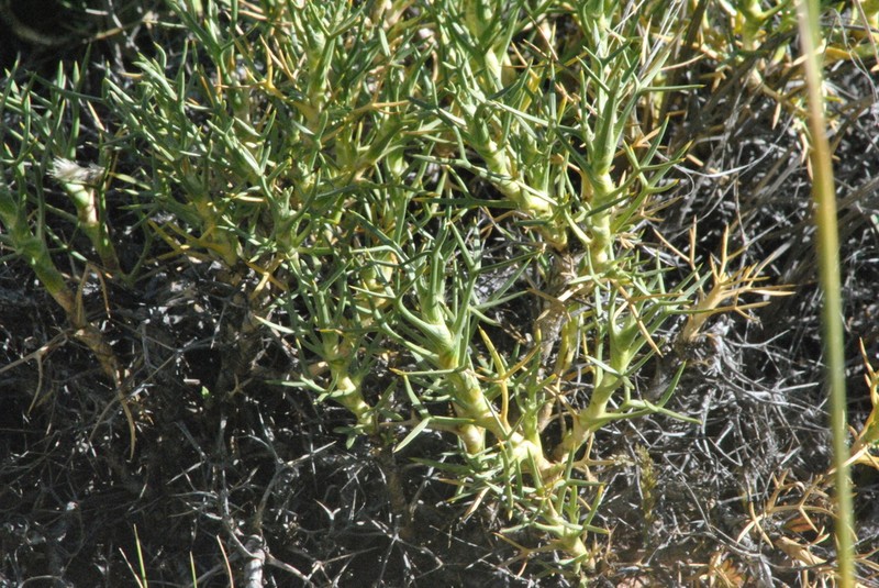 Azorella triacantha photo 2