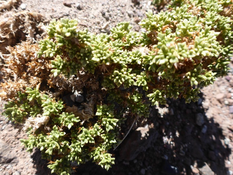 Azorella trisecta
