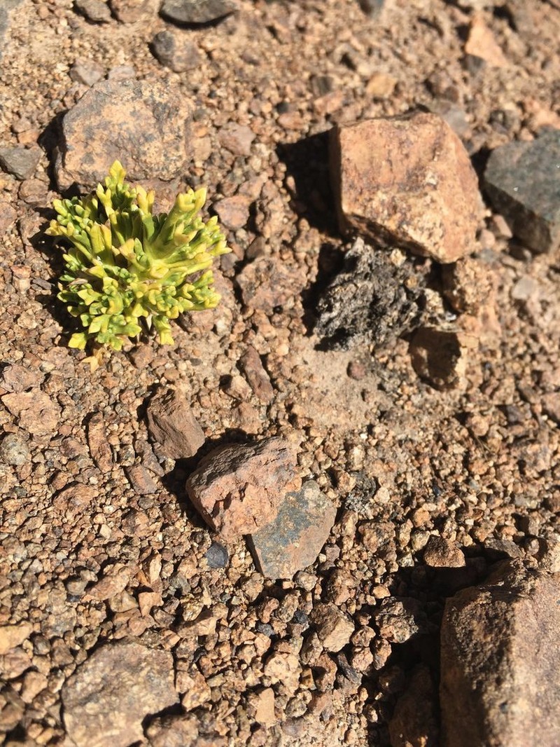 Azorella trisecta photo 2