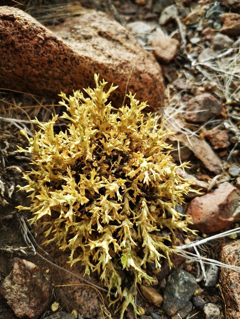 Azorella trisecta photo 3