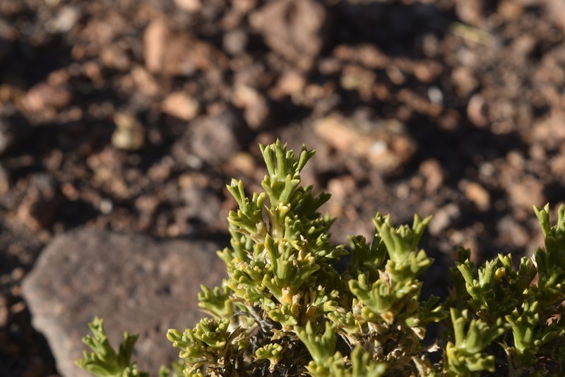 Azorella trisecta photo 4