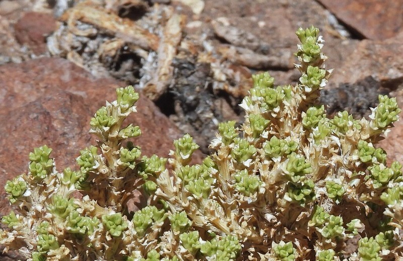 Azorella trisecta photo 5