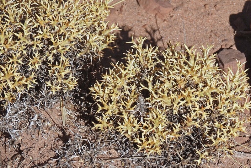 Azorella trisecta photo 6