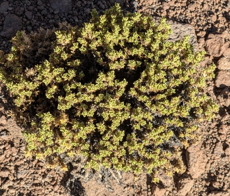 Azorella trisecta photo 7
