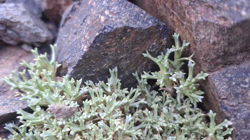 Azorella trisecta photo 8
