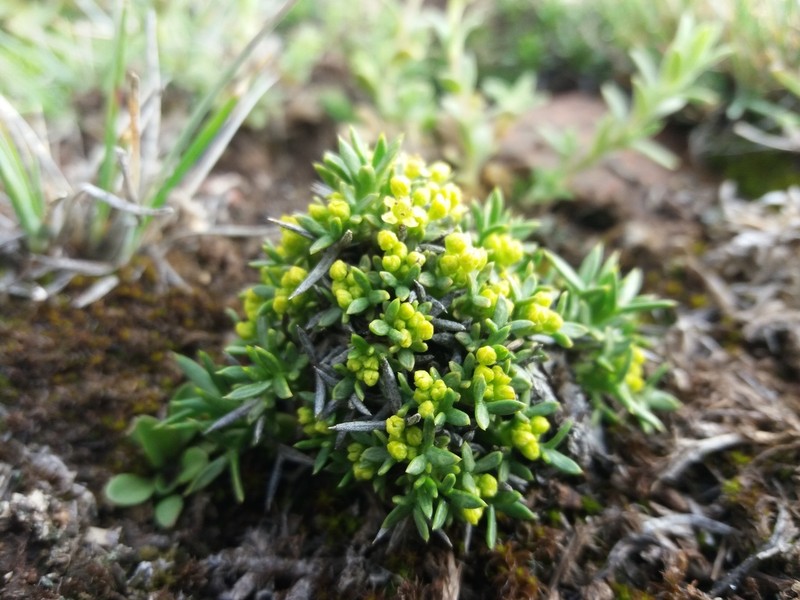 Azorella ulicina
