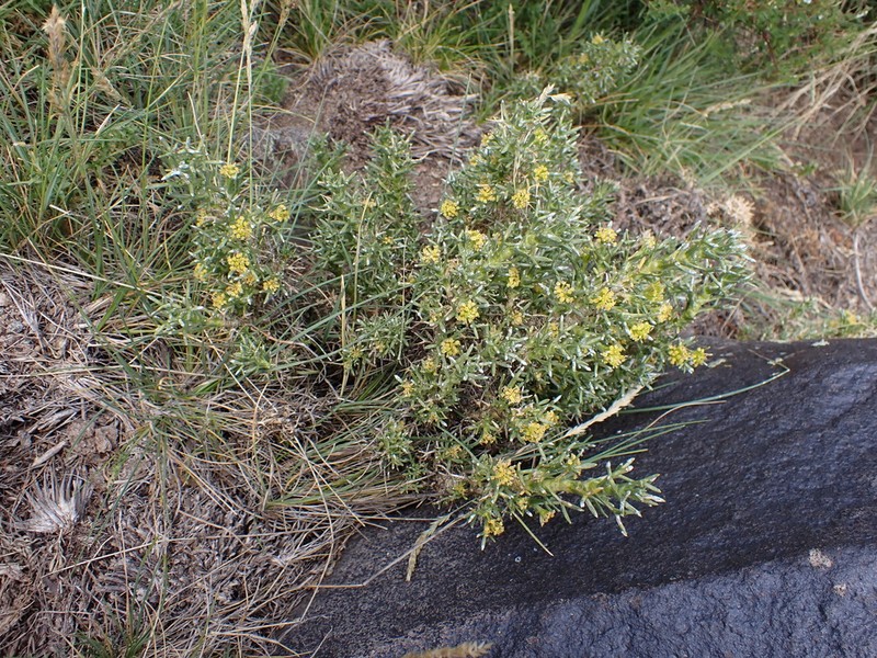 Azorella ulicina photo 2