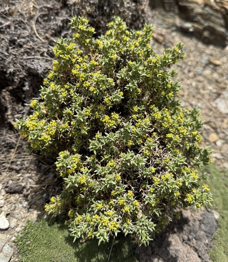 Azorella ulicina photo 3