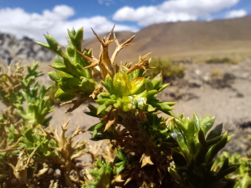 Azorella ulicina photo 4