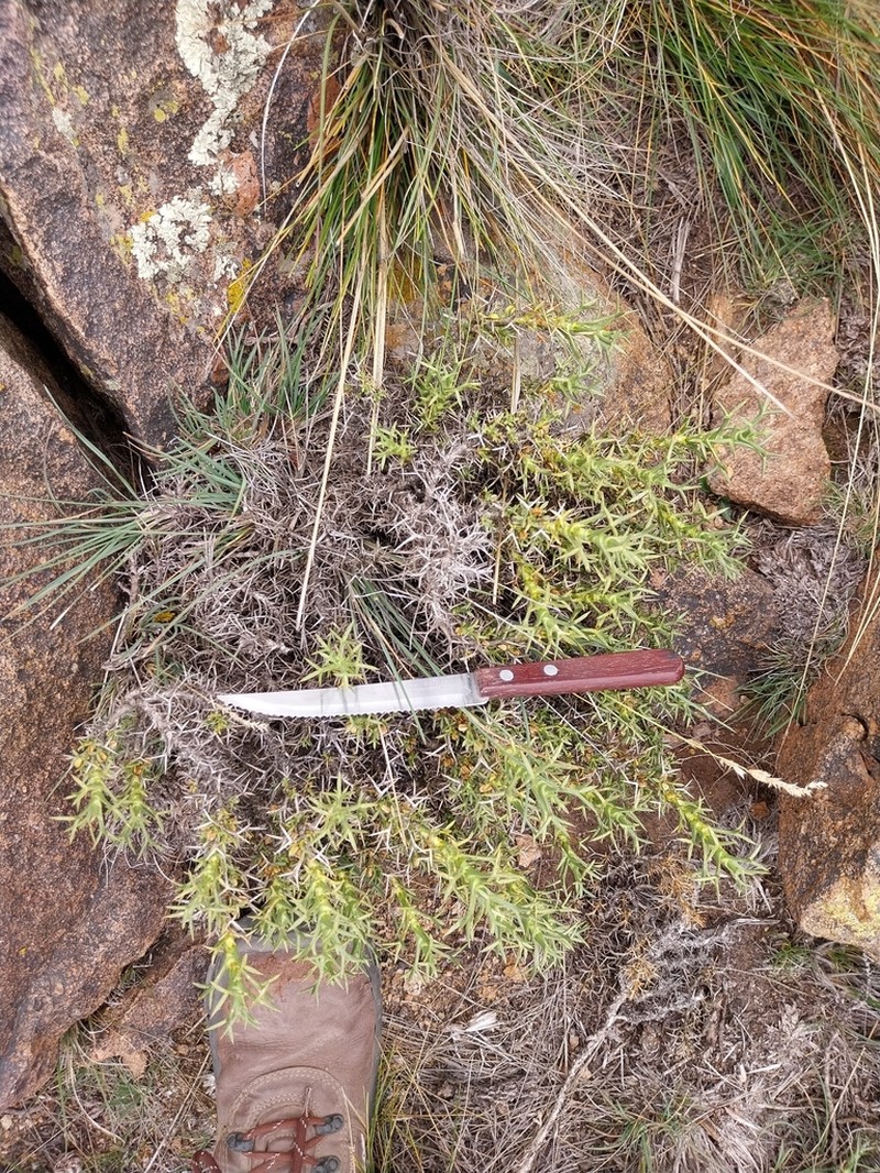 Azorella ulicina photo 5