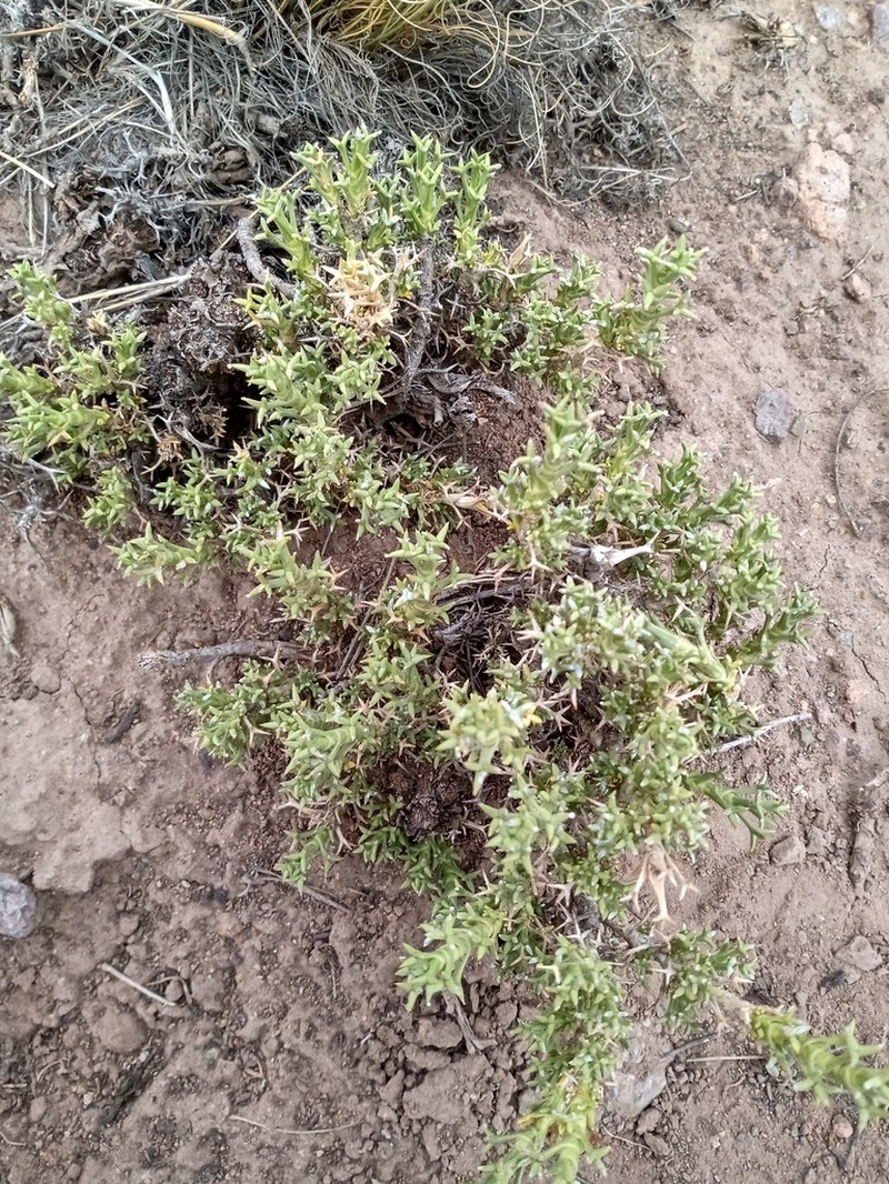 Azorella ulicina photo 6