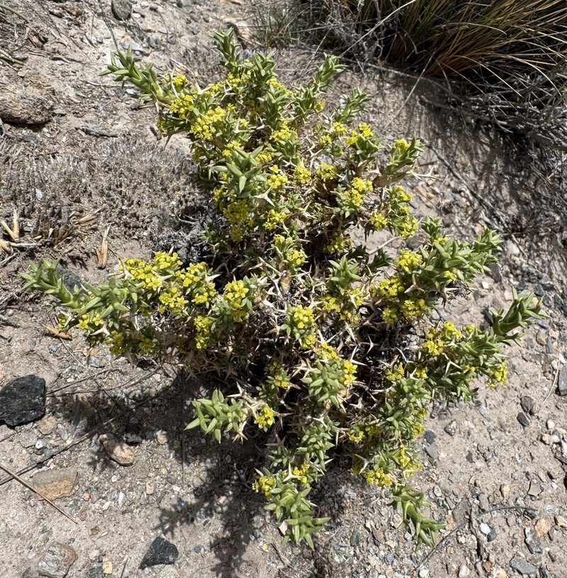 Azorella ulicina photo 7
