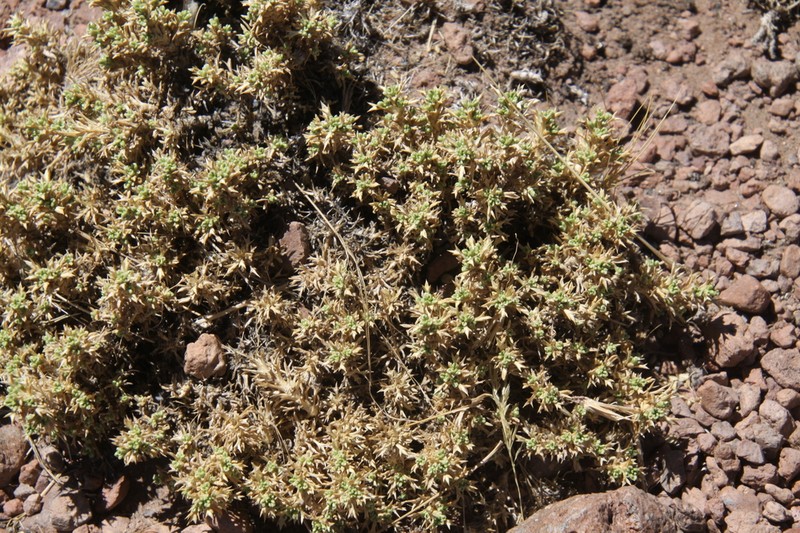 Azorella ulicina photo 8