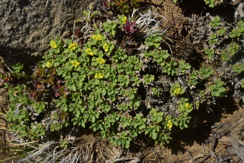 Azorella valentini