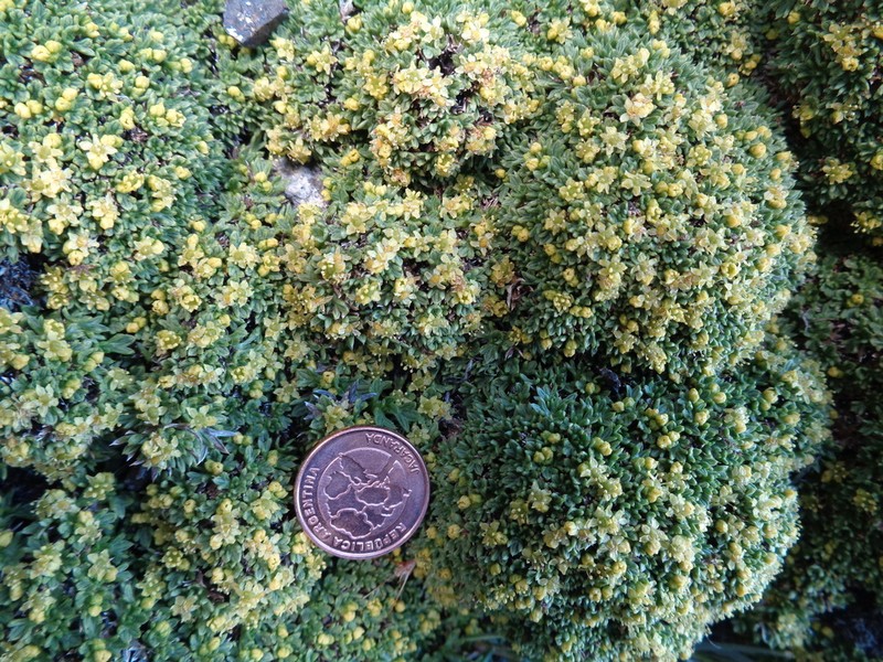 Azorella valentini photo 2